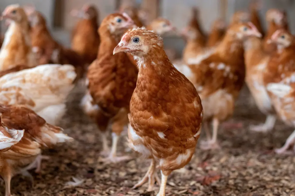 Poulets vivants